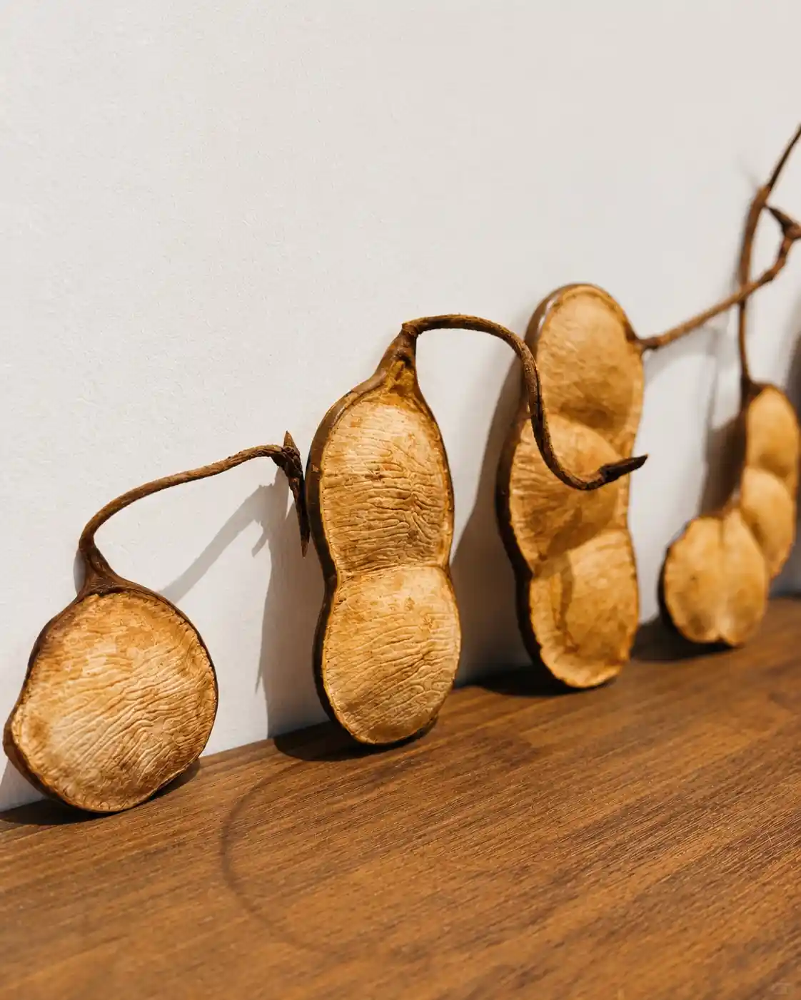 Close-up of natural seed pod shells showing varied textures, curves, colors, and shapes used as Poddoll materials