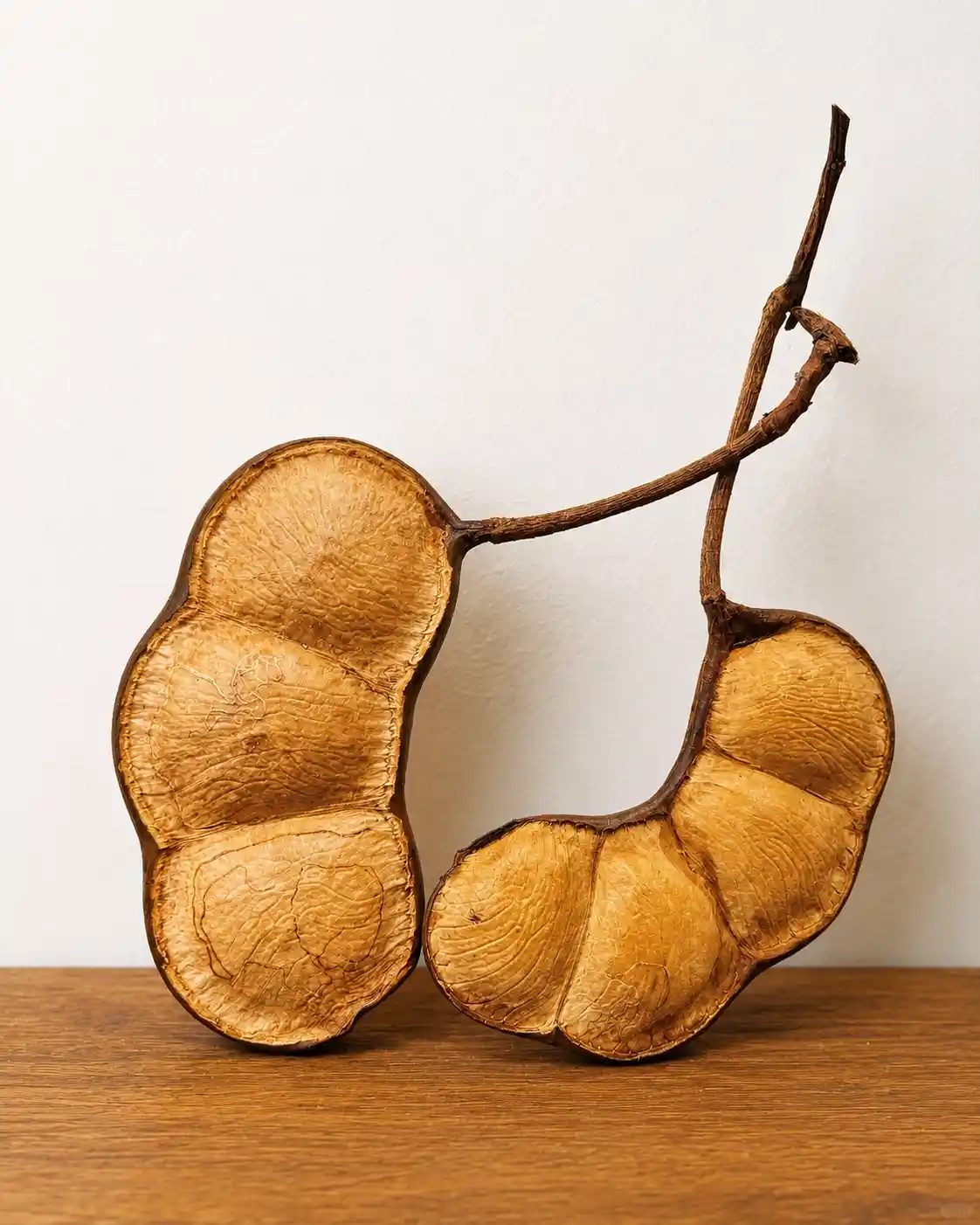 Seed pod character design reference: two curved natural seed pod shells standing on a wooden surface against a light background
