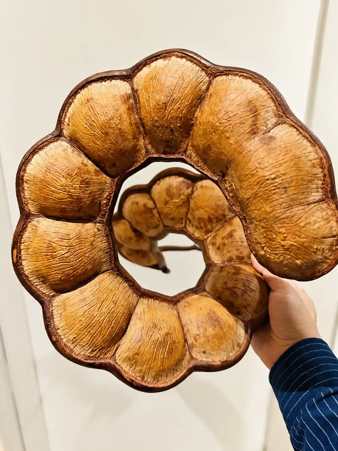 Large natural seed pod shell with visible surface texture