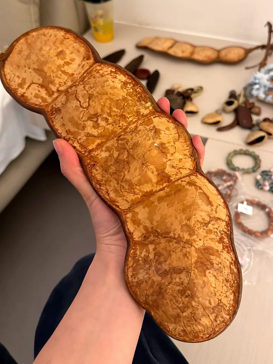Natural seed pod surface with visible texture and fine lines