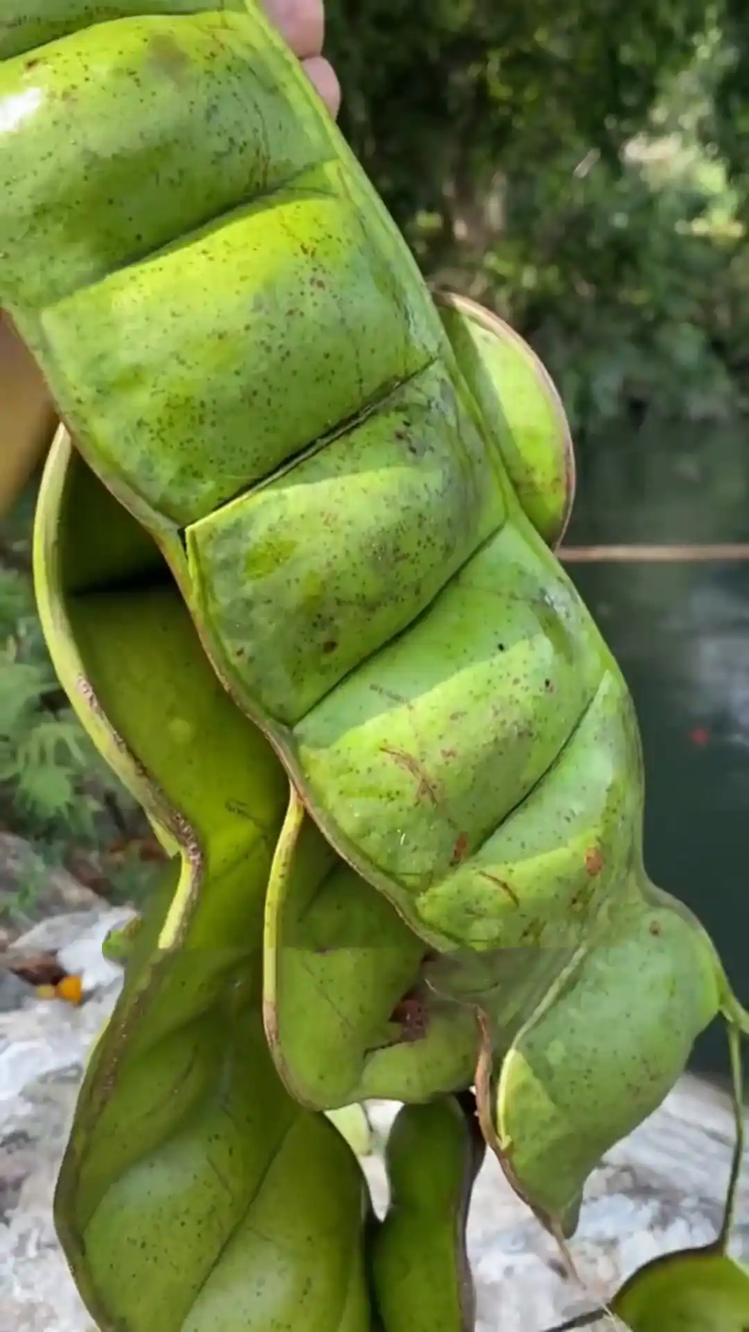 Giant green seed pod growing on a plant in a natural forest setting