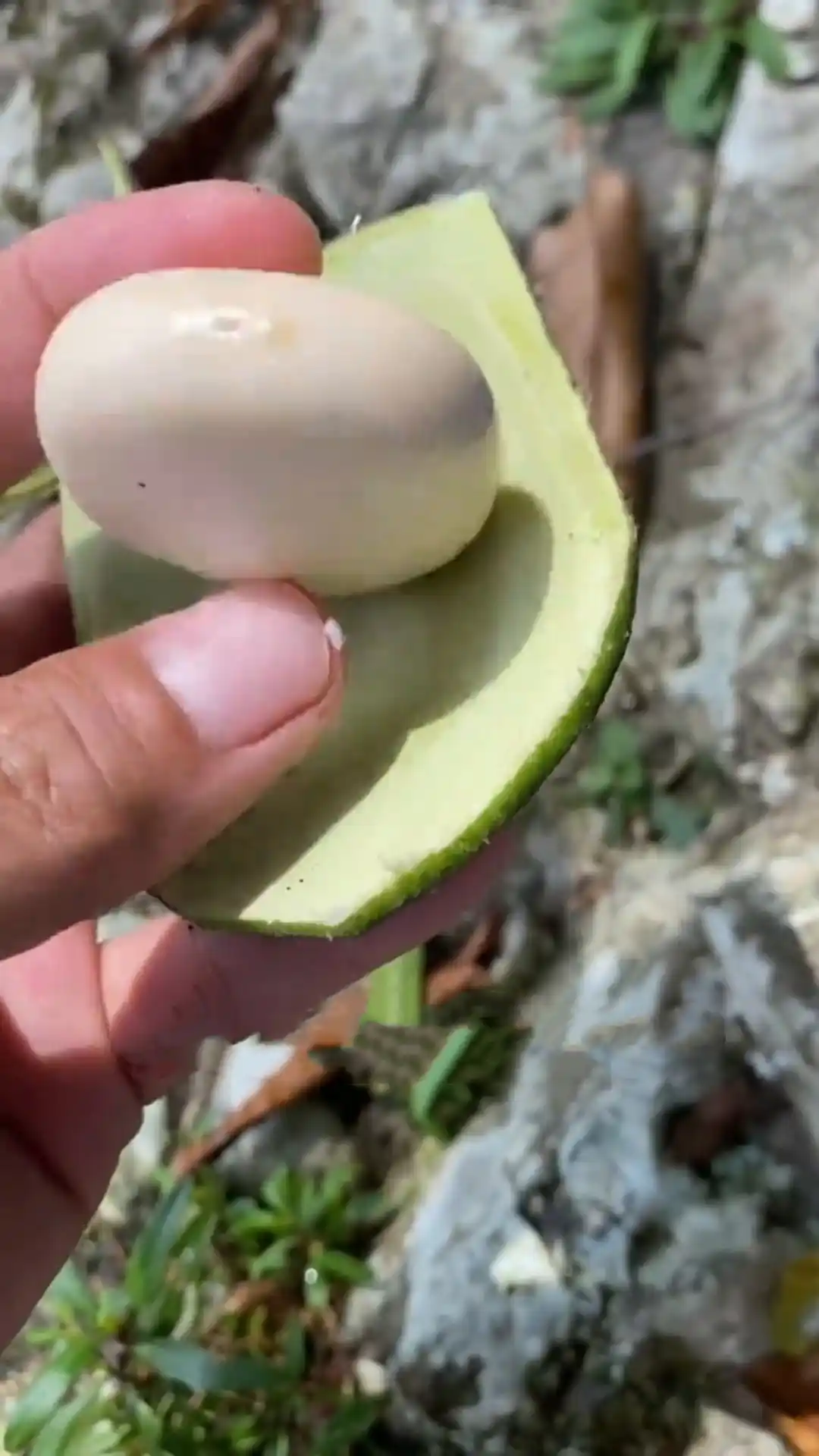 Open green seed pod showing a pale seed inside its natural shell