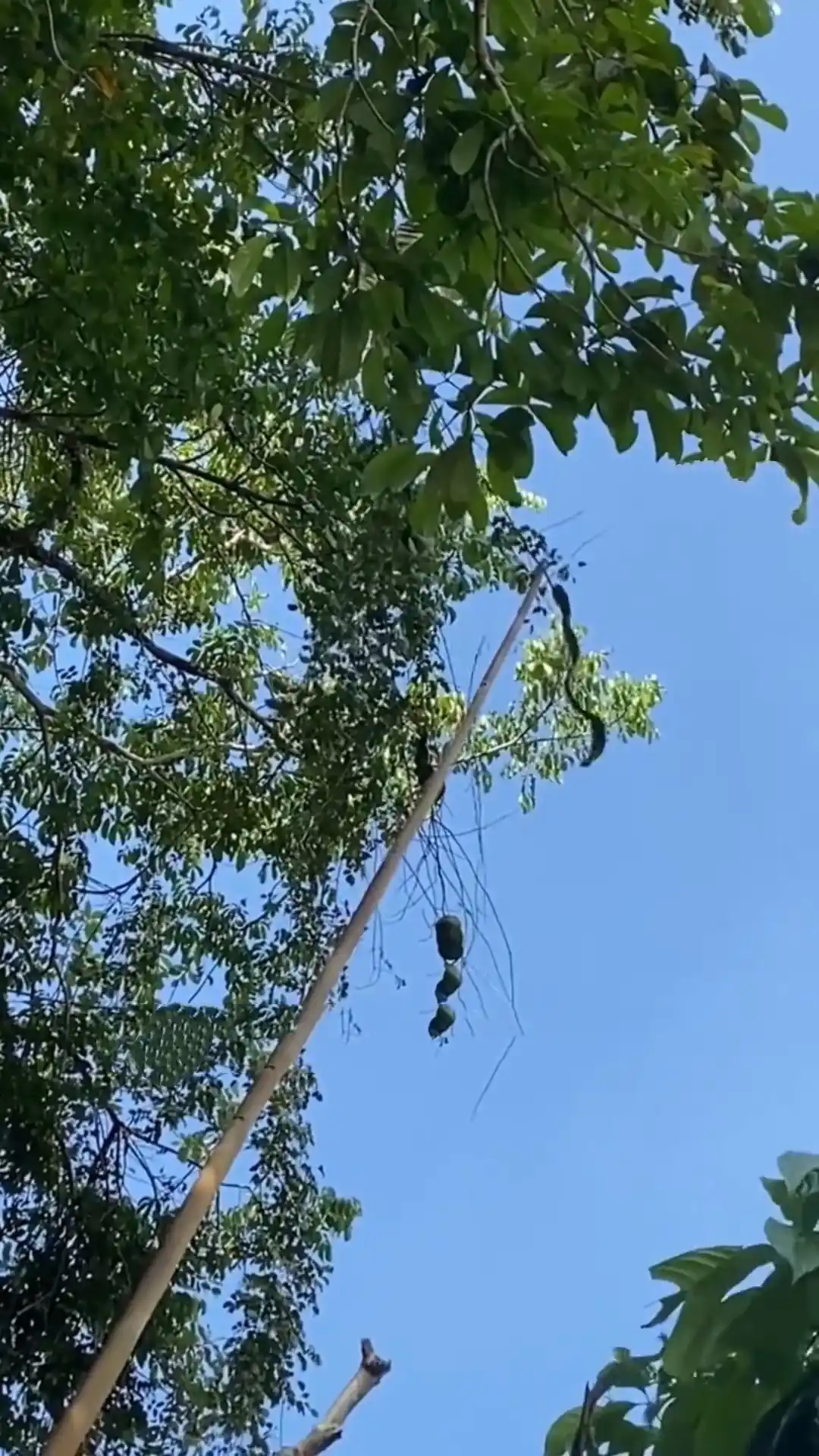 Large woody vine growing upward through trees in a tropical forest setting