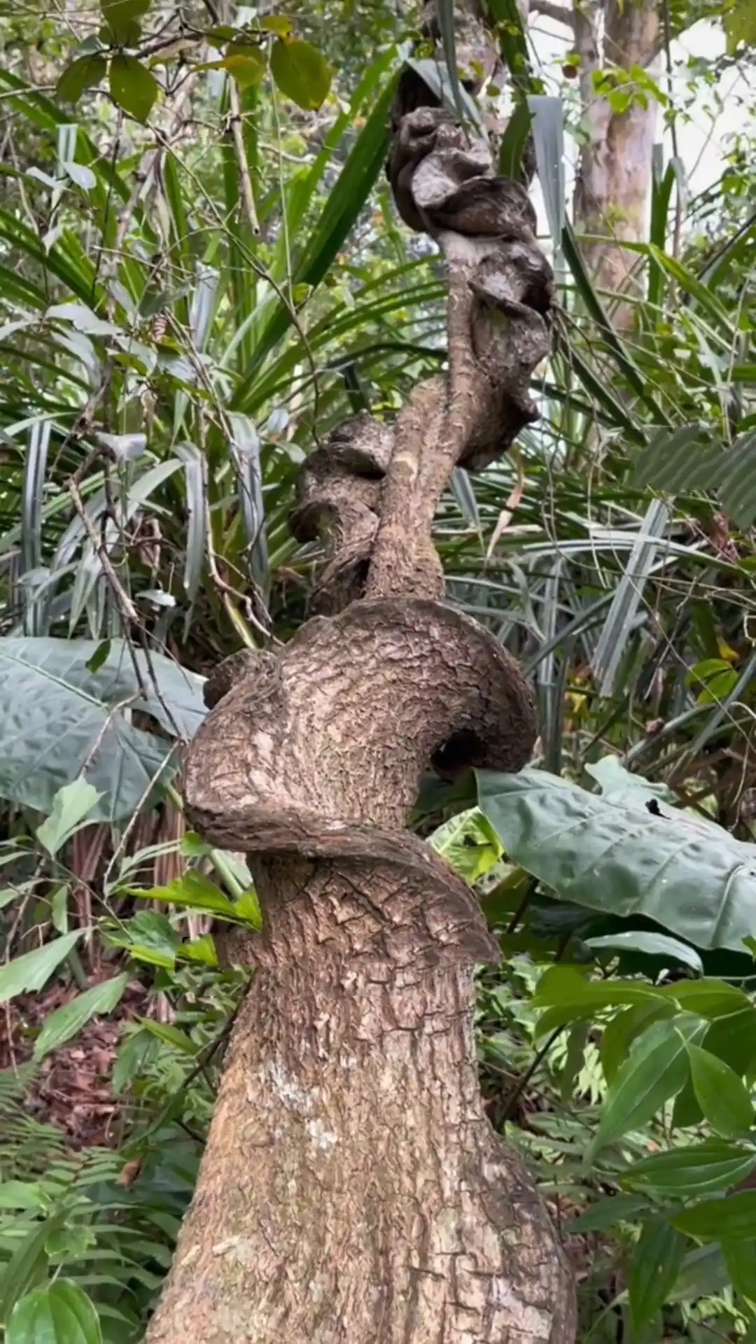 Twisted woody vine texture showing natural curves and sculptural plant forms