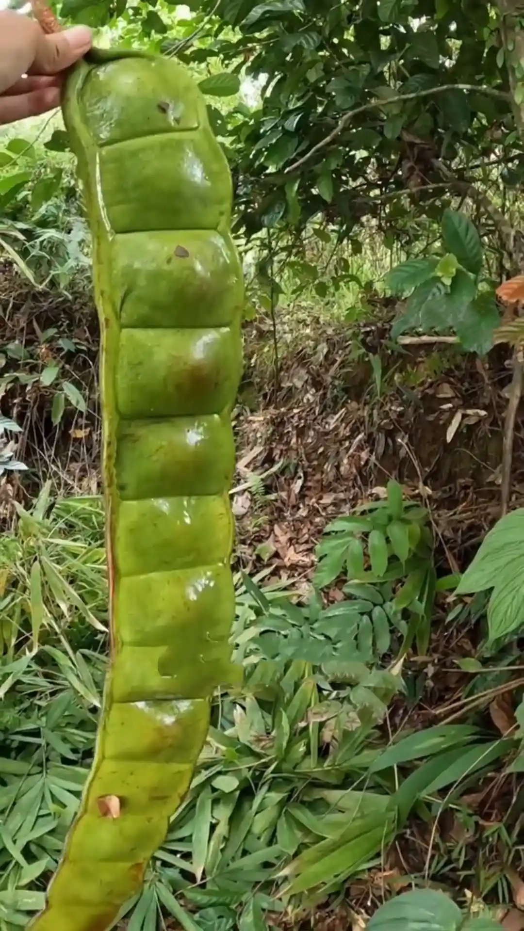 Long green seed pod held in a forest setting showing its natural scale and shape