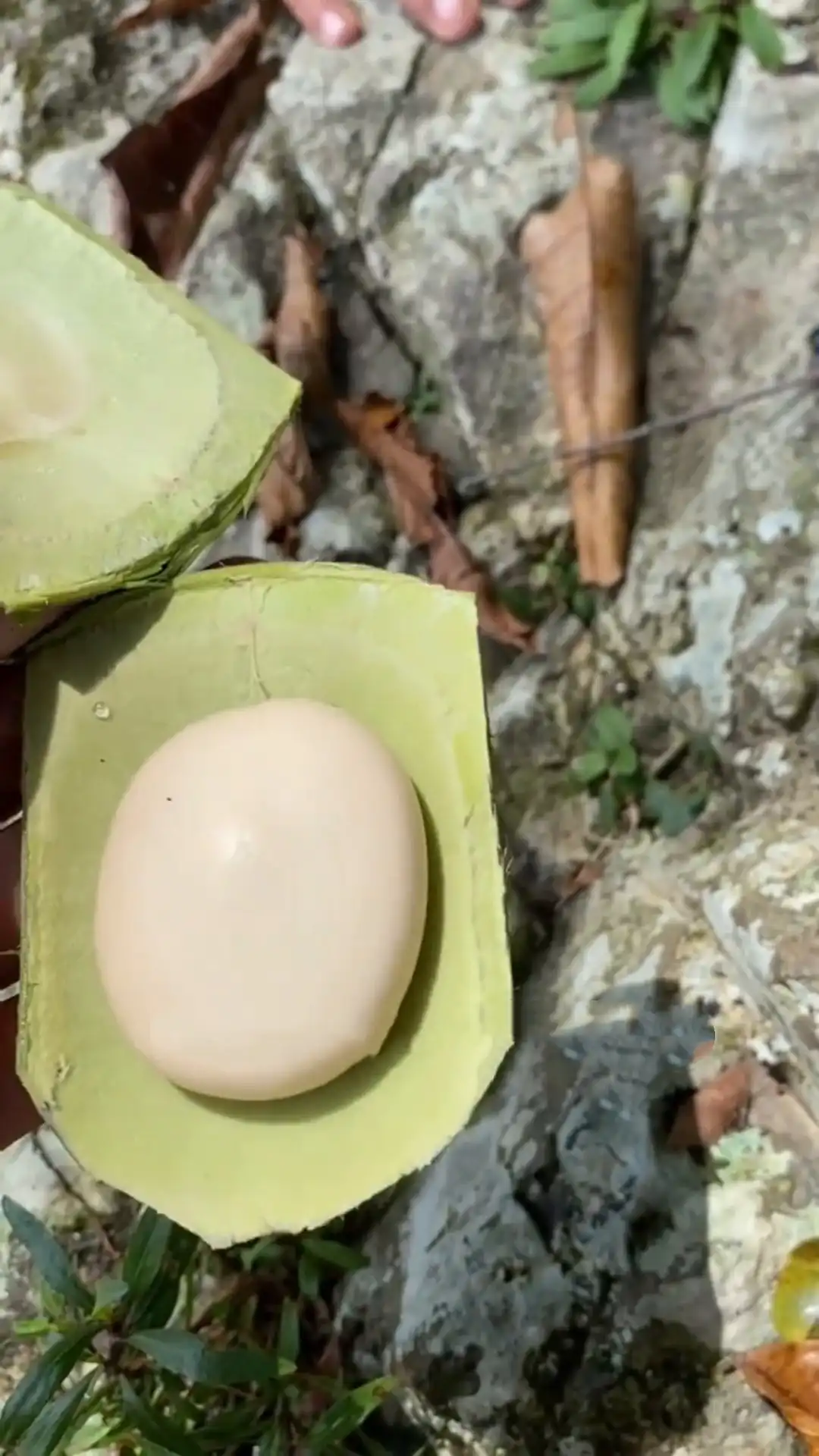 Close-up of an open seed pod shell and pale seed held outdoors