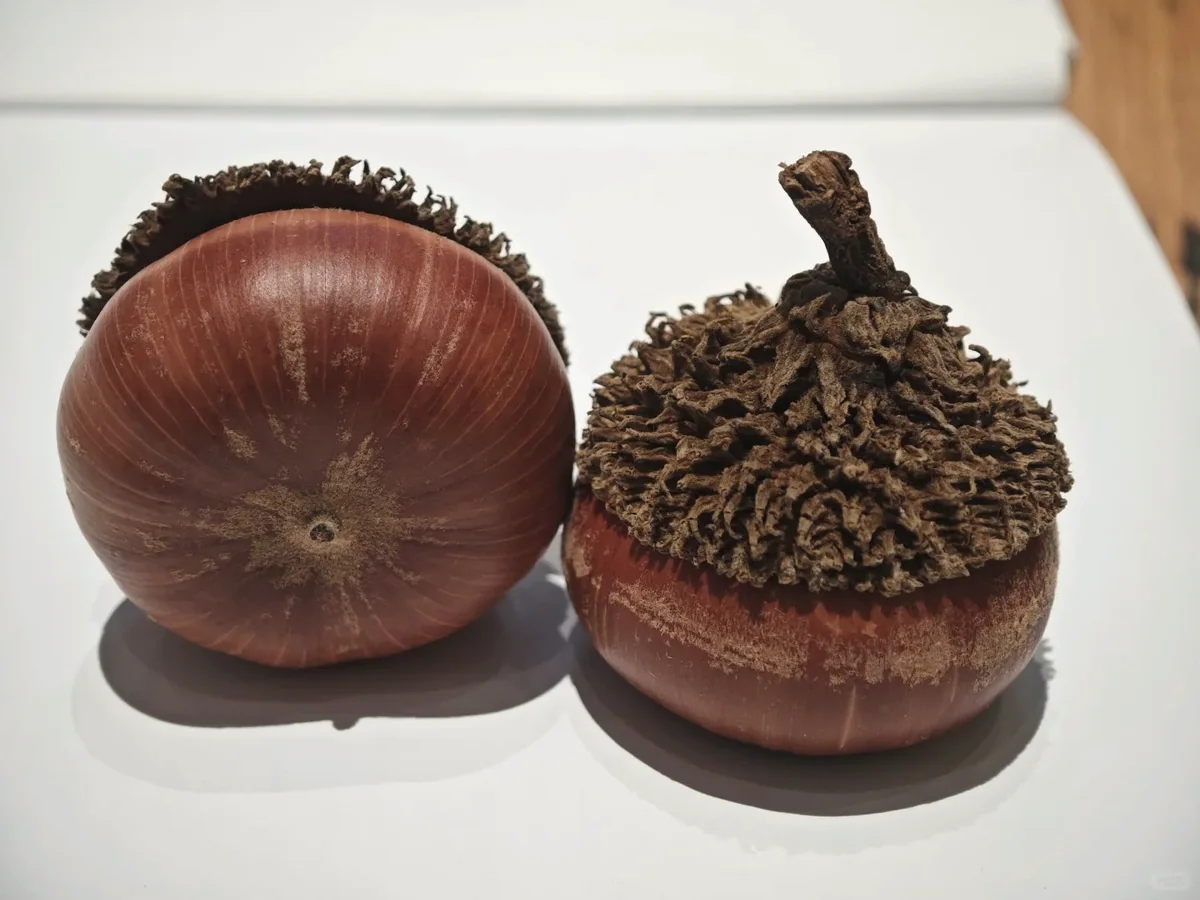 Acorn cap and nut forms used as natural craft accent reference