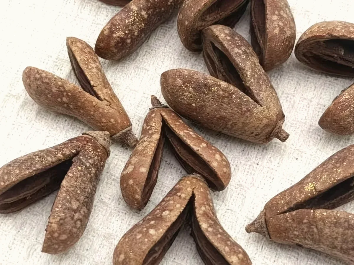 Dried open seed pods with rough natural texture