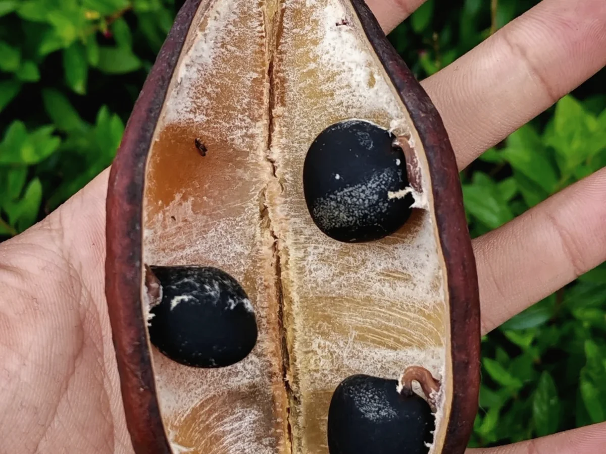 Open natural seed pod with dark seeds inside