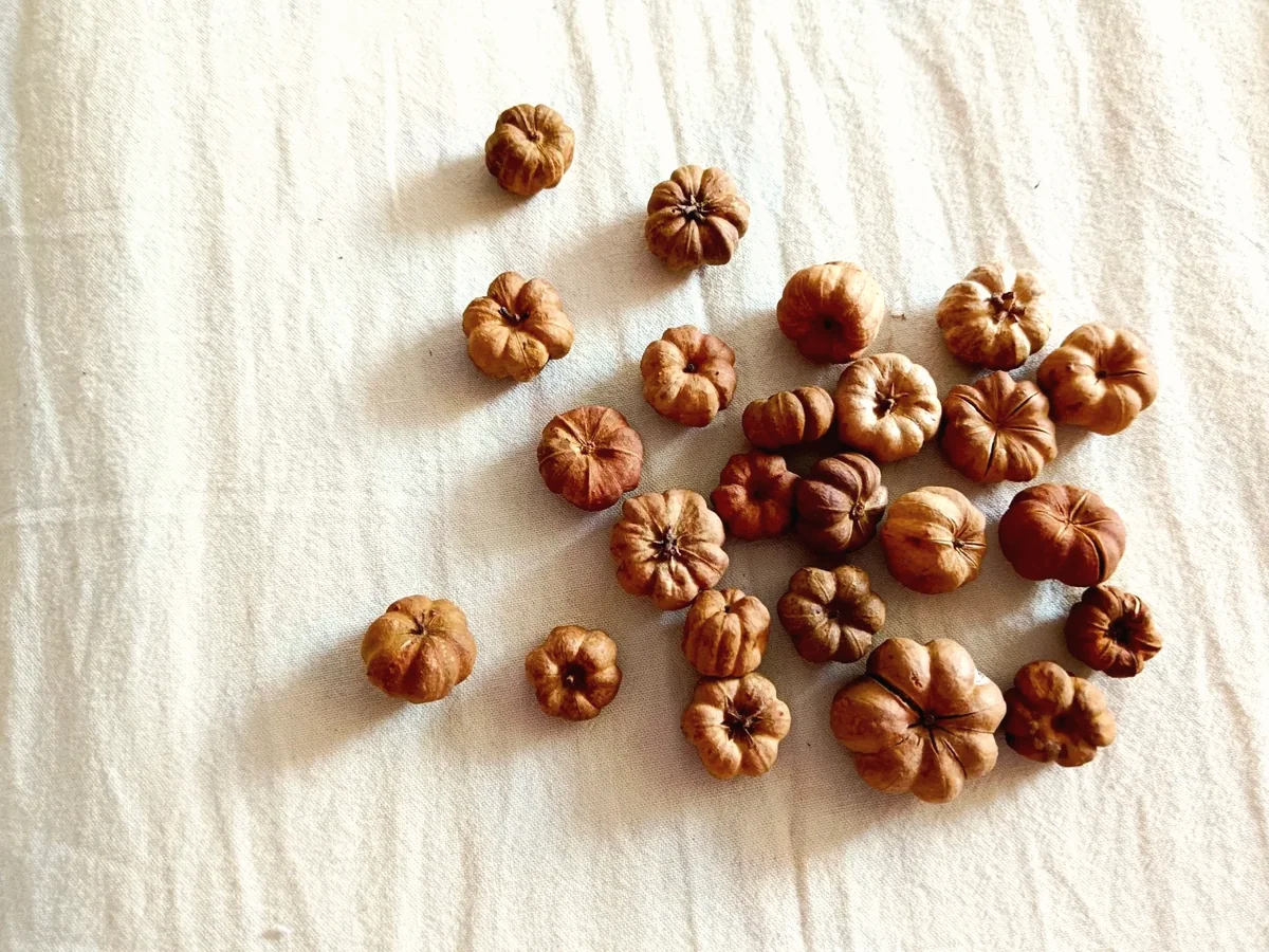 Small dried botanical seed pods used as natural craft accents
